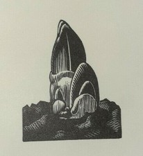 DAFFODIL BULB SHOOT - Old