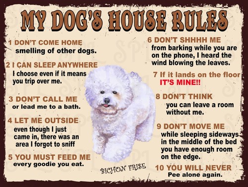 Bichon frise dog - bichon,