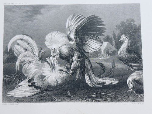 Frans snyders cockfighting - snyders,