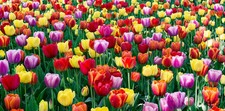 Tulip Bulbs Lots of Varieties