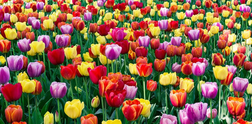 Tulip bulbs lots varieties - tulip, of