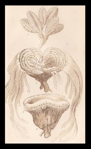 The welwitschia mirabilis - on,