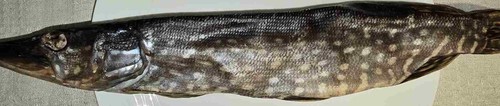 Stockfish pike lat esox - stockfish,