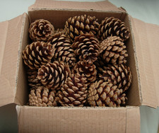35 PINE/FIR CONES-5/6/7cms NEW