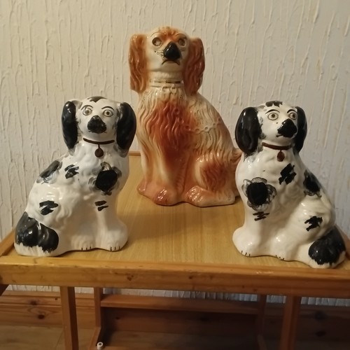 Stafford dogs 2 black and - black,
