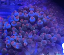 Assorted Rose-Tip Bubble Tip