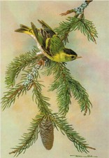 Siskin Vintage Bird Picture