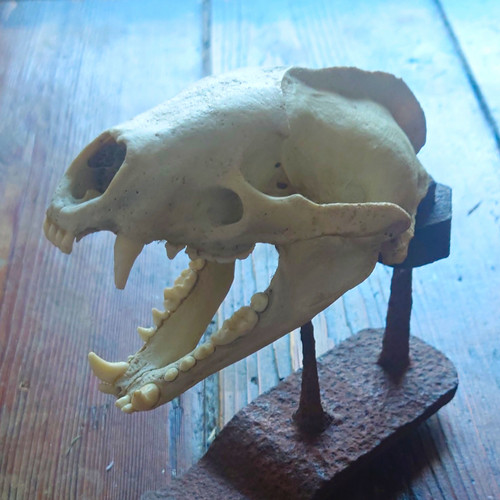 Real badger skull - badger, articulated