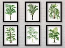 Framed Palm Tree Botanical Art