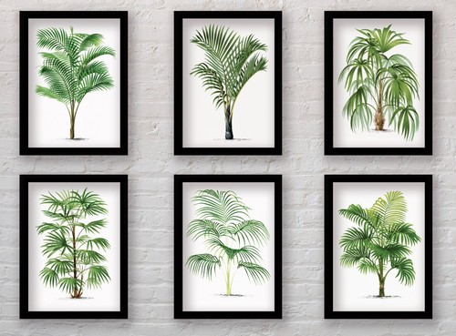 Framed palm tree botanical - botanical, art