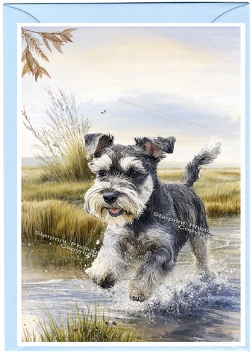 Miniature schnauzer dog - miniature,