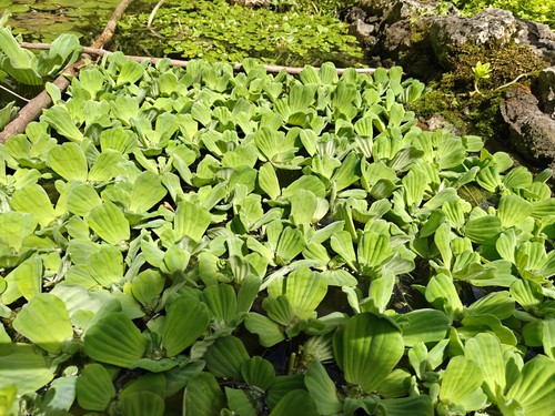 Large water lettuce - 3x,
