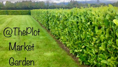 Laurel evergreen hedging - x,