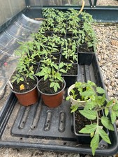 Tomato Moneymaker Plants