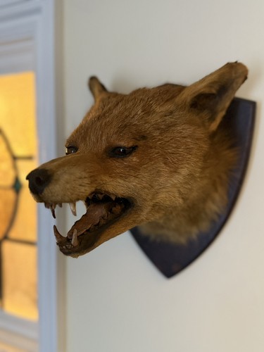 Taxidermy fox head - taxidermy,
