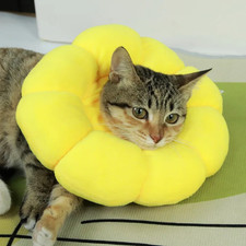 Soft cute sun - cute, flower