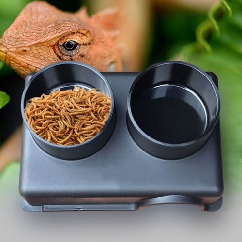 Small reptiles pets gecko - pets,