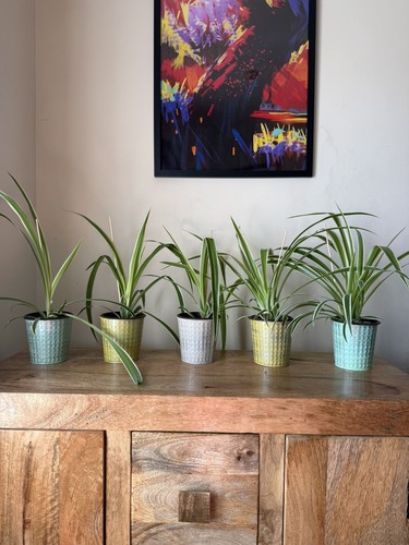 Premium spider plant - spider, 10.5cm