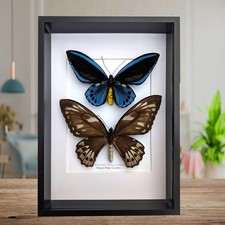 Framed blue birdwing