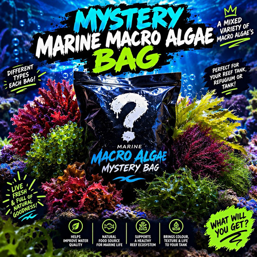 Mystery marine macro - macro, algae