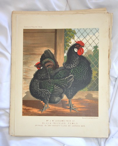 Frizzle chickens pair - frizzle,
