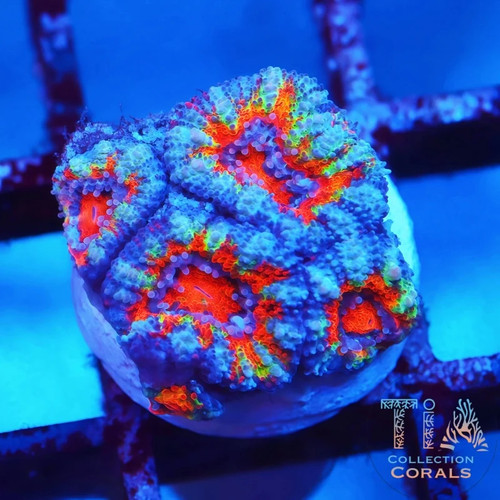 Ultra rainbow acan - rainbow, frag