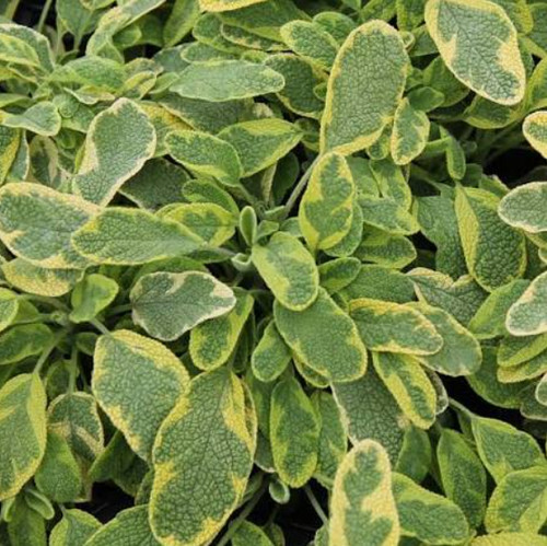 Sage gold variegated large - 6,