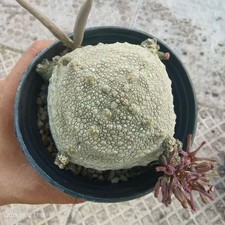 Rare Plant Cacti live