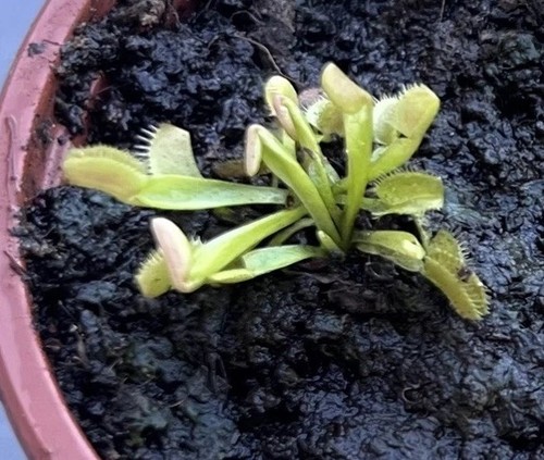 Carnivorous plant venus fly - carnivorous,