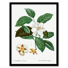 Pierre Joseph Redoute Framed