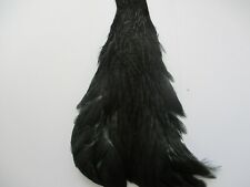 hen neck cape genetic black