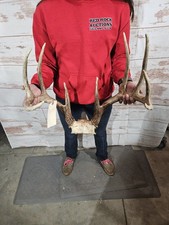 Wild 9 Point Whitetail Deer