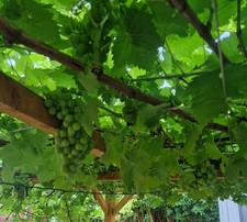 Phoenix Grape Plant CUTTING 1 STICK
