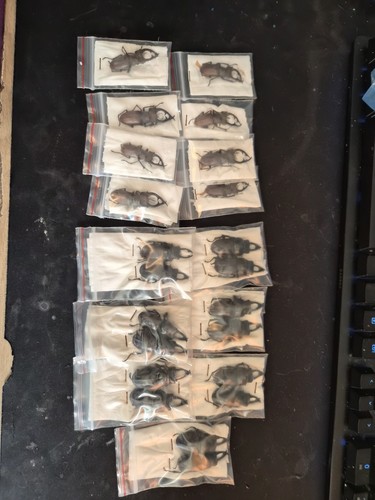 Joblot beetles insect - of,