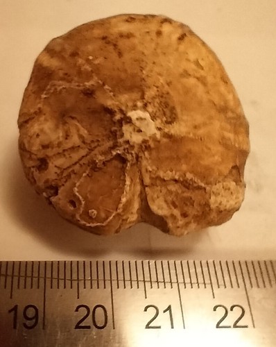 Echinoid fossil urchin - echinoid,