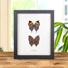Dead leaf butterfly - butterfly, pair