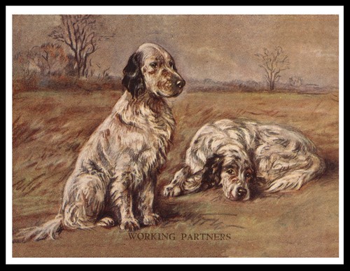 English setter dogs working - english,