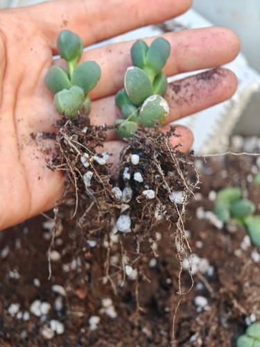Corpuscularia lehmannii ice - corpuscularia,