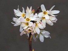 Abeliophyllum distichum Roseum