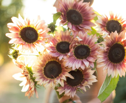 Sunflower ruby eclipse - sunflower,
