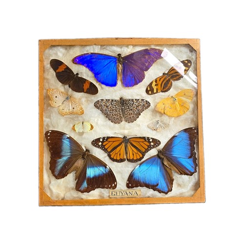 Vintage mounted butterfly - vintage,