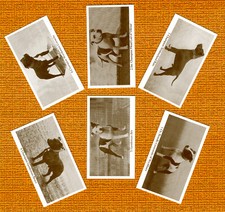 STAFFORDSHIRE BULL TERRIER SET OF 6 NAMED DOG COLLECTABLE TRADE CARDS GREAT GIFT