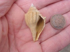 RARE LARGE Bartonian Eocene Volutospina scalaris Volutidae Bed H Barton Beds UK