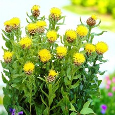 Centaurea Bare Roots - Hardy