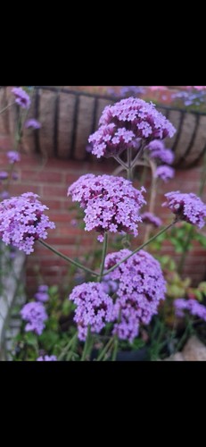 Verbena bonariensis hardy - bonariensis,
