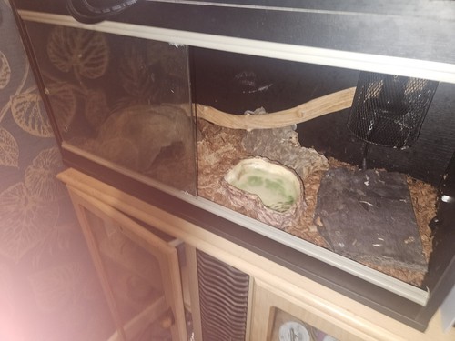 Reptile vivarium 3ft - reptile,