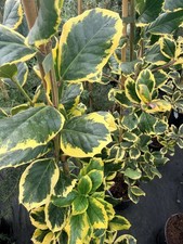 Ilex Golden King Evergreen