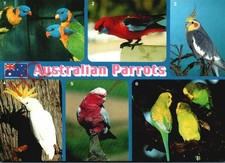 Picture Postcard>>Australian Parrots (Multiview)