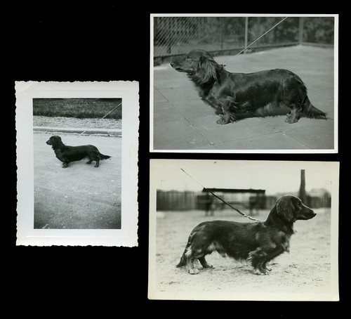 Dachshund long haired - dachshund,