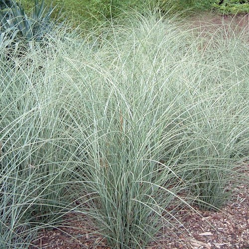 Miscanthus sinensis morning - sinensis, 'morning